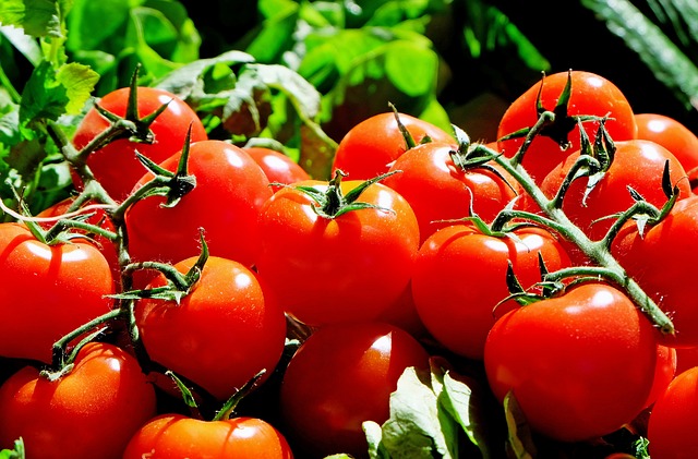 czerwone pomidory